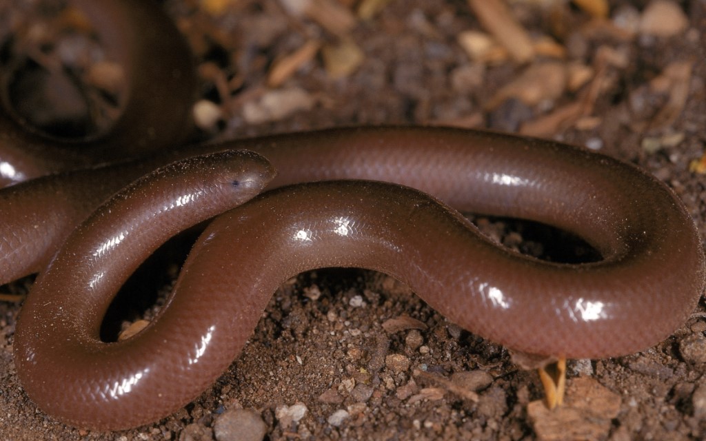 beaked-worm-snake